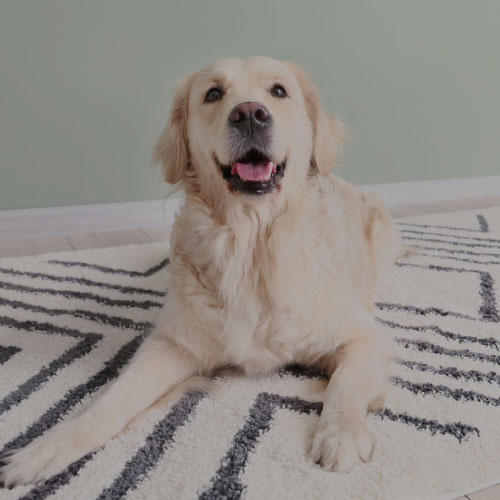 Pet urine odour removal by Chem-Dry By James for Western Sydney pet owners