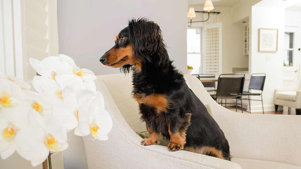 Chem-Dry P.U.R.T. pet urine treatment — original Hubsite feature photo